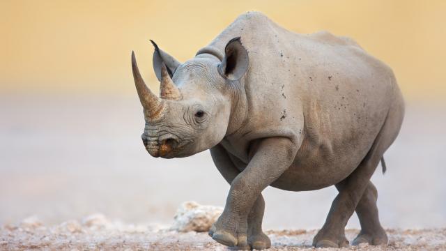 Track rhino on foot
