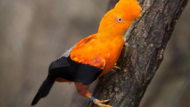 Discover Guyana's vast animal and birdlife