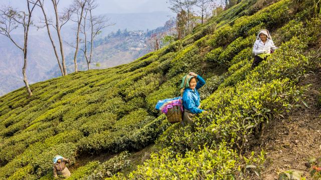 Discover Darjeeling's tea