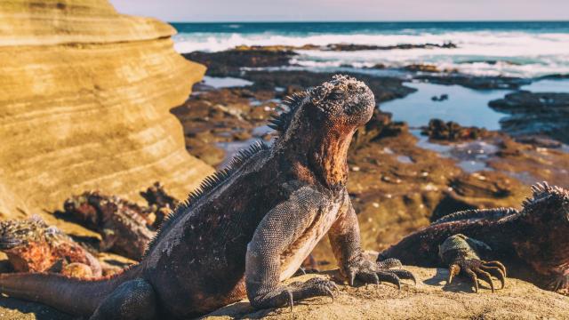 Get up close to Galapagos wildlife