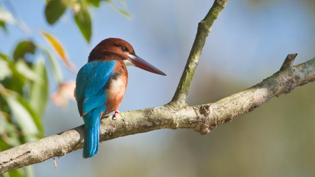 Go birdwatching in Bardia jungles