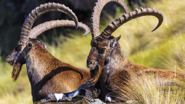 Search for gelada monkeys and ibex
