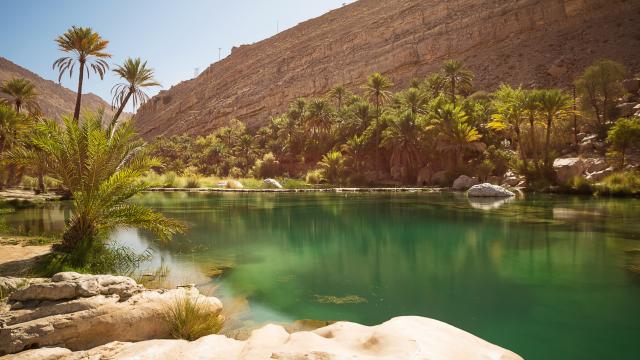 Discover a beautiful desert oasis