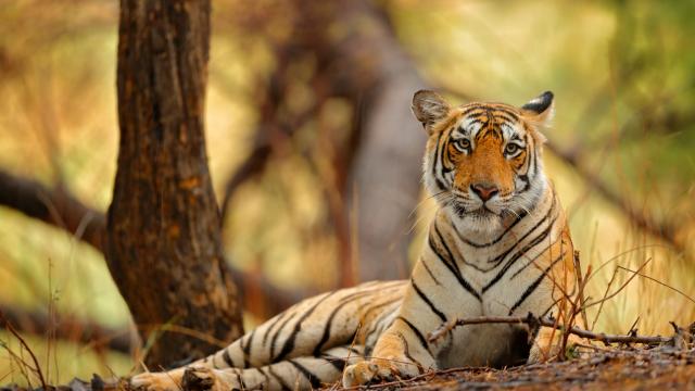 Spot a Bengal tiger on safari