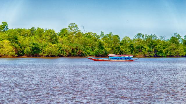 Taverse the Surinamese Hinterland