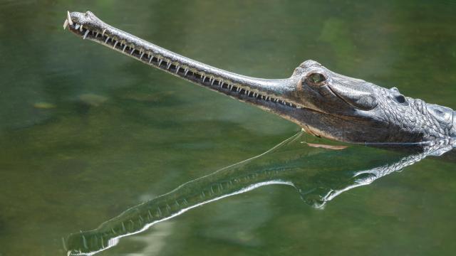 Search for Caiman in the Upper Suriname River