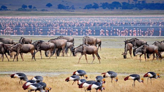 See the Great Wildebeest Migration