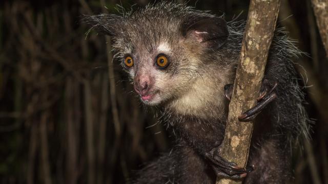 See some of the rarest lemurs