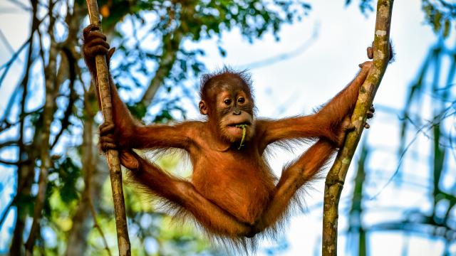 Find the famous Sumatran orangutans