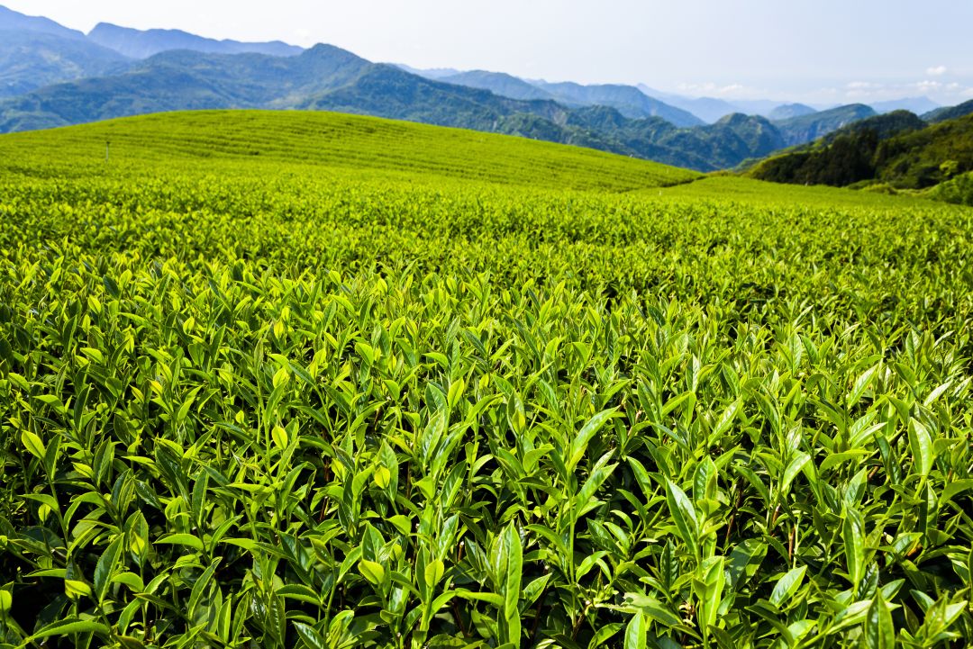 Alishan