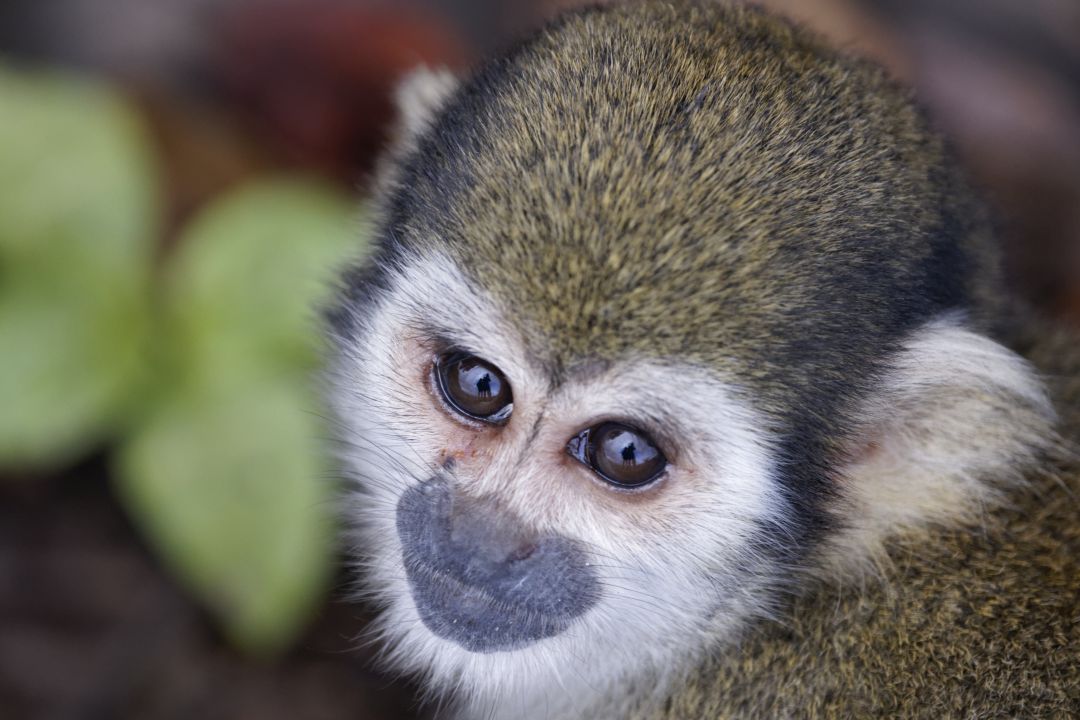 French Guiana