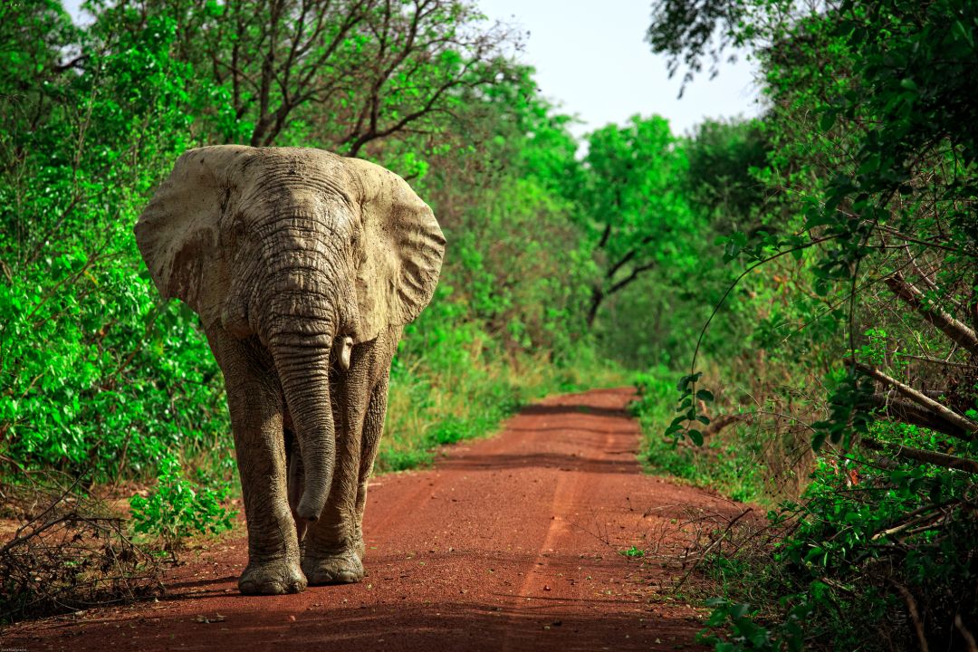 Mole National Park