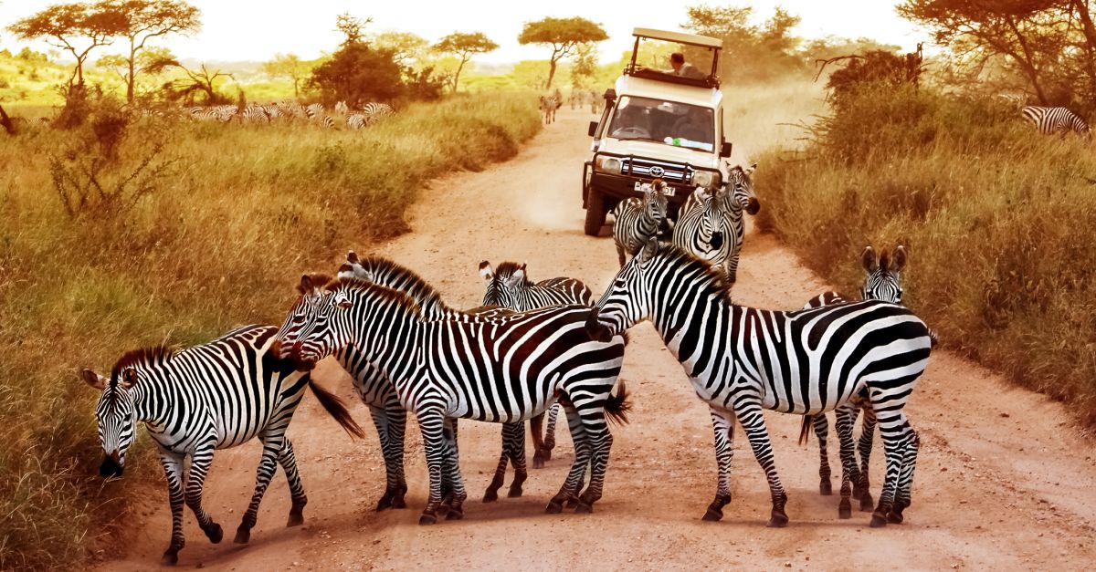 Tanzania Tours | Wild Serengeti: Bush Rover Experience | Wild Frontiers