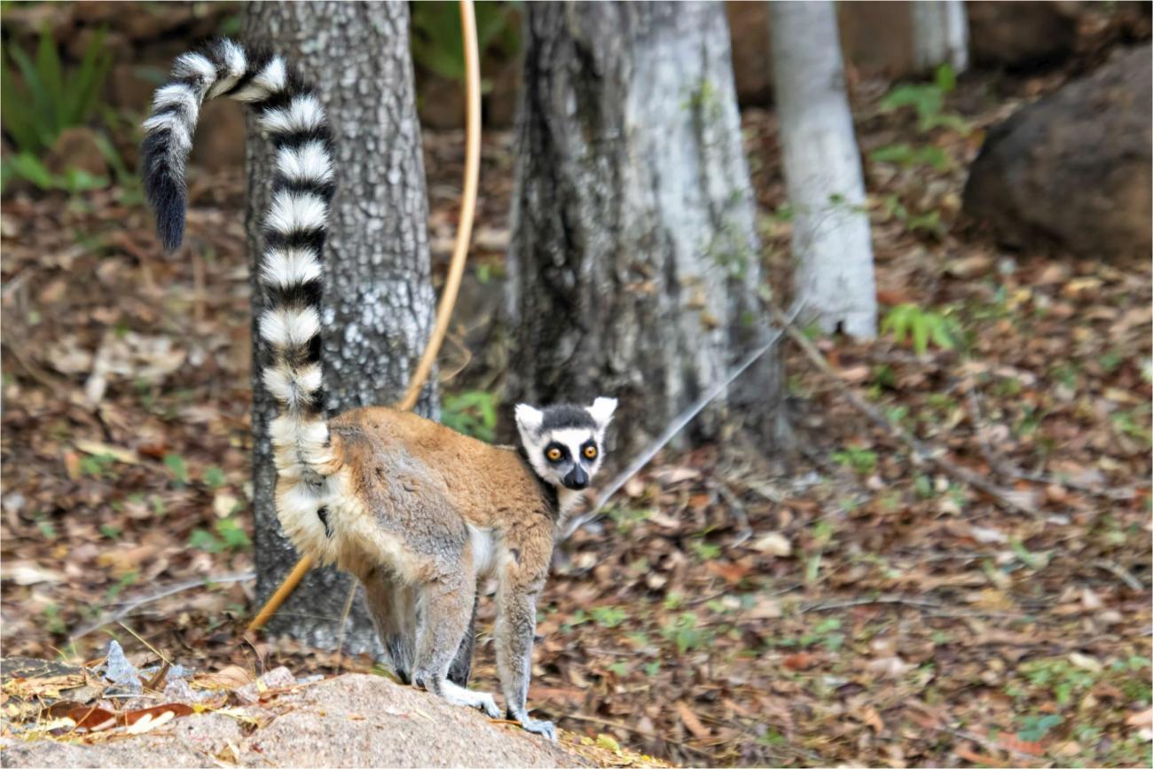 Ring-tailed Lemur | Saint Louis Zoo