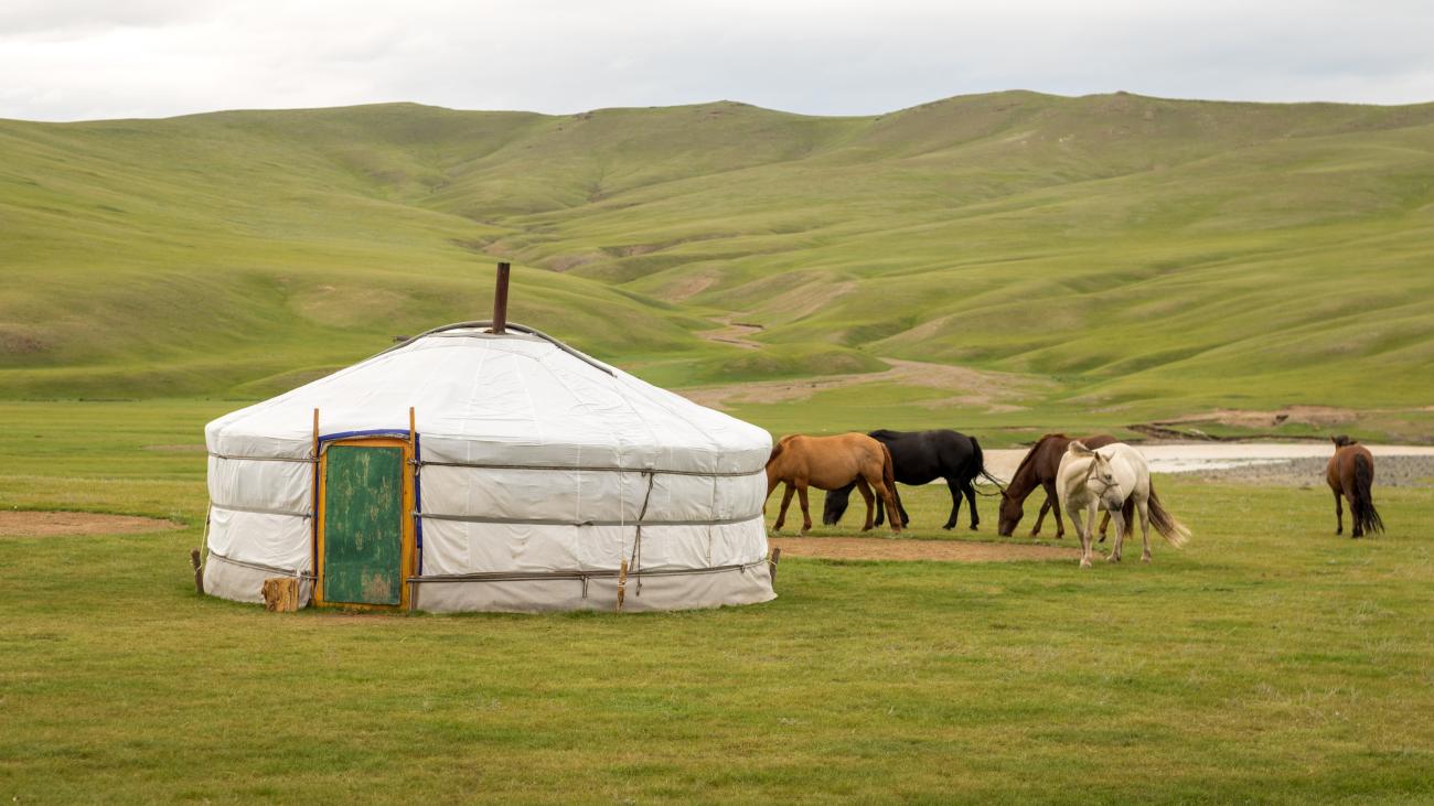 Traditional ger home in Mongolian valley with horses in the background