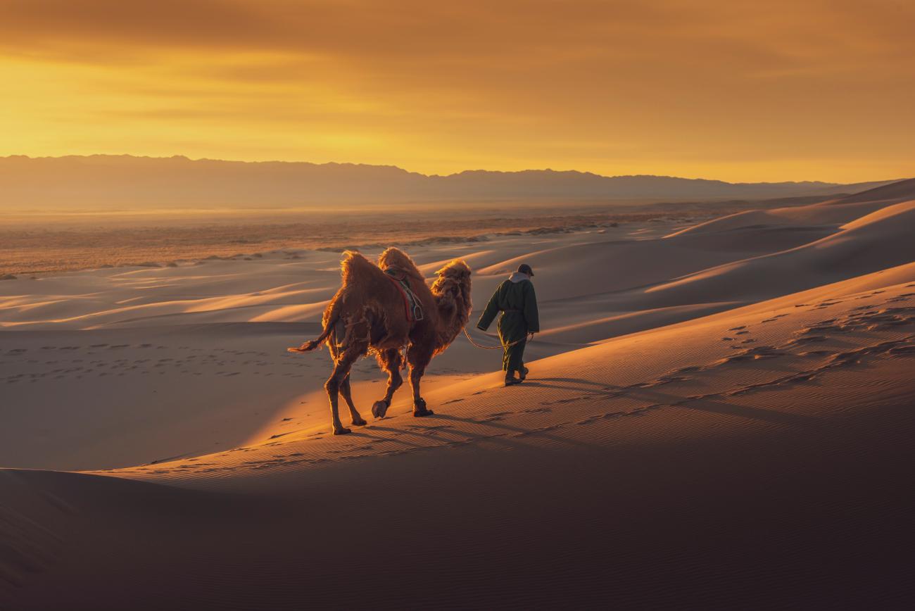 Person leading a Bactrian camel through sand dunes, in Gobi Desert, Mongolia