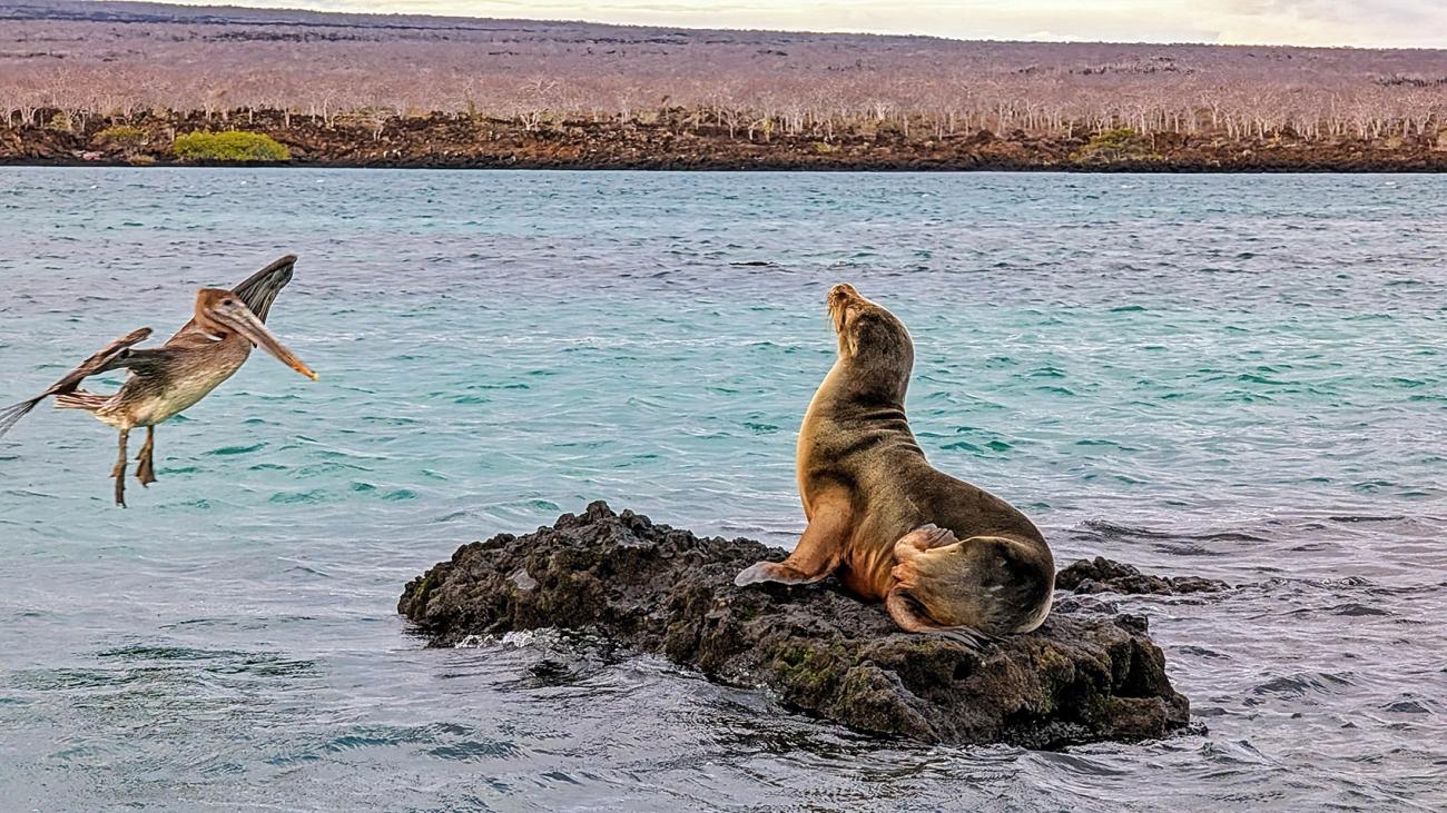 Sea lion on a rock, Galapagos