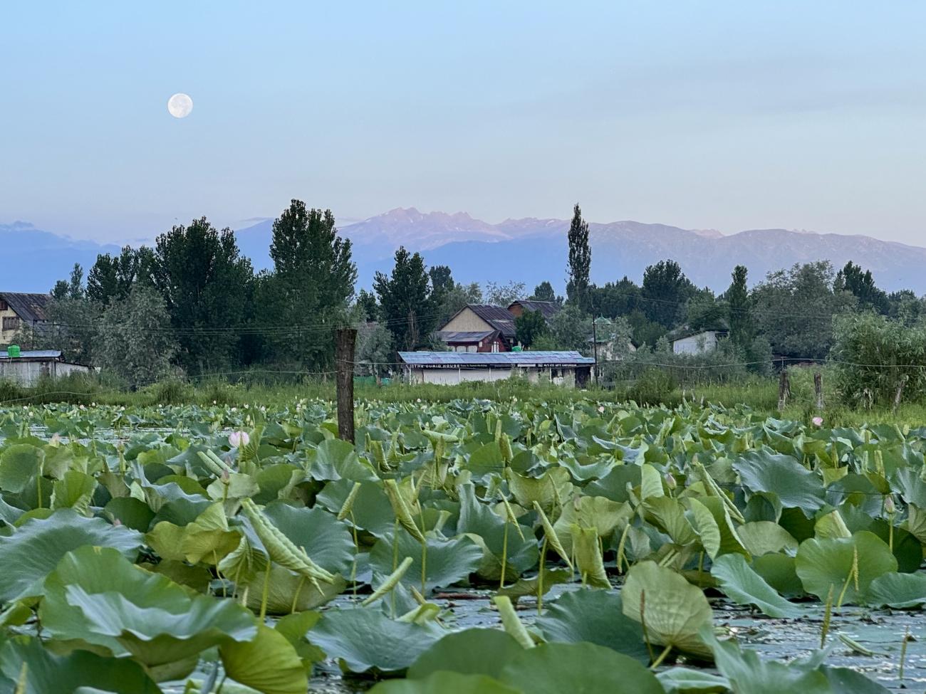 Lotus flowers on Lake Dal