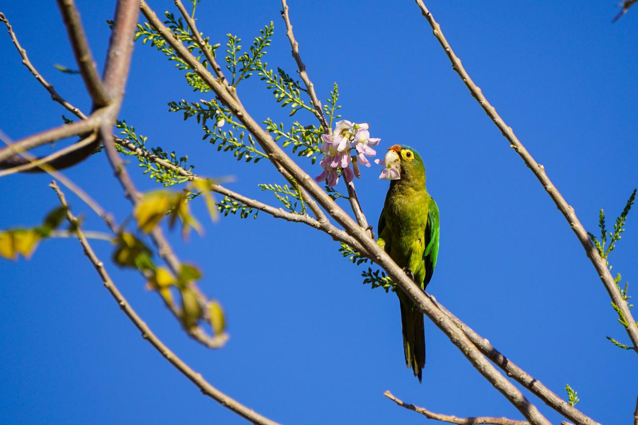 Green Parakee in Los Guatuzos Wildlife Refuge
