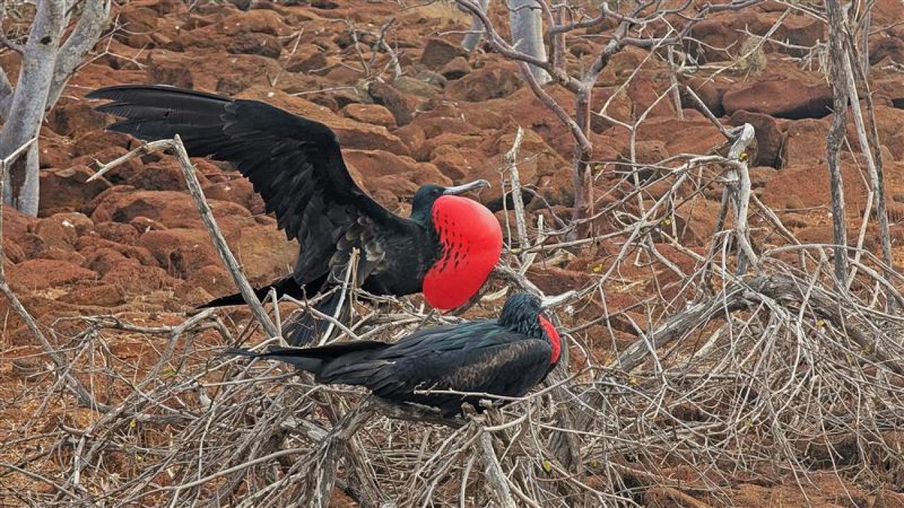Red chested bird pair, Galapagos
