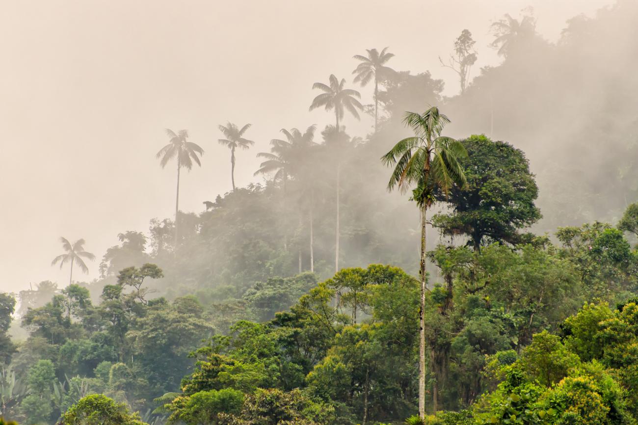 Ecuador Cloud Forest