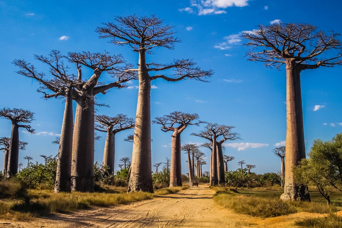 Baobab Trees in Madagascar