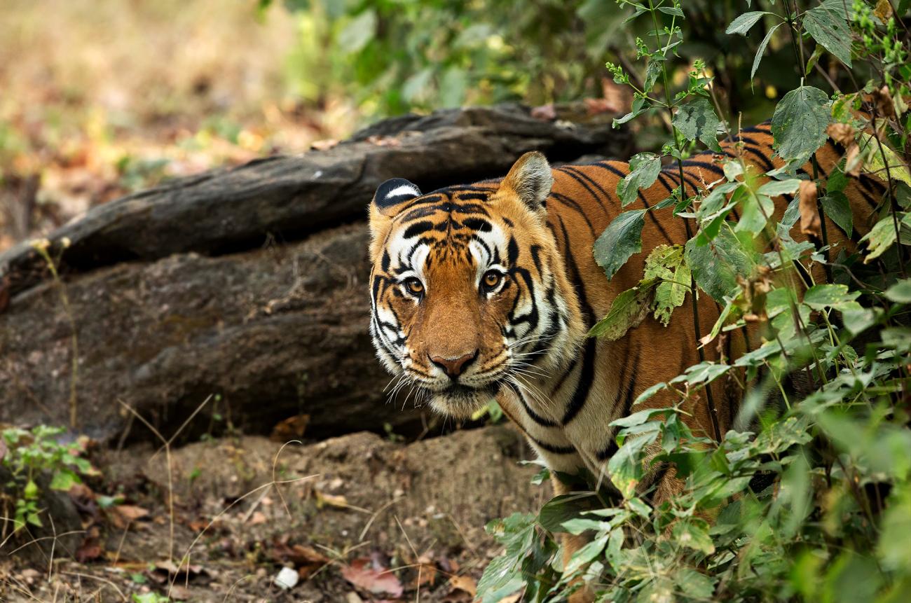 Tiger spotting in India