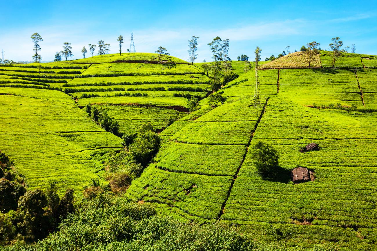 Discover the tea plantations of Nuwara