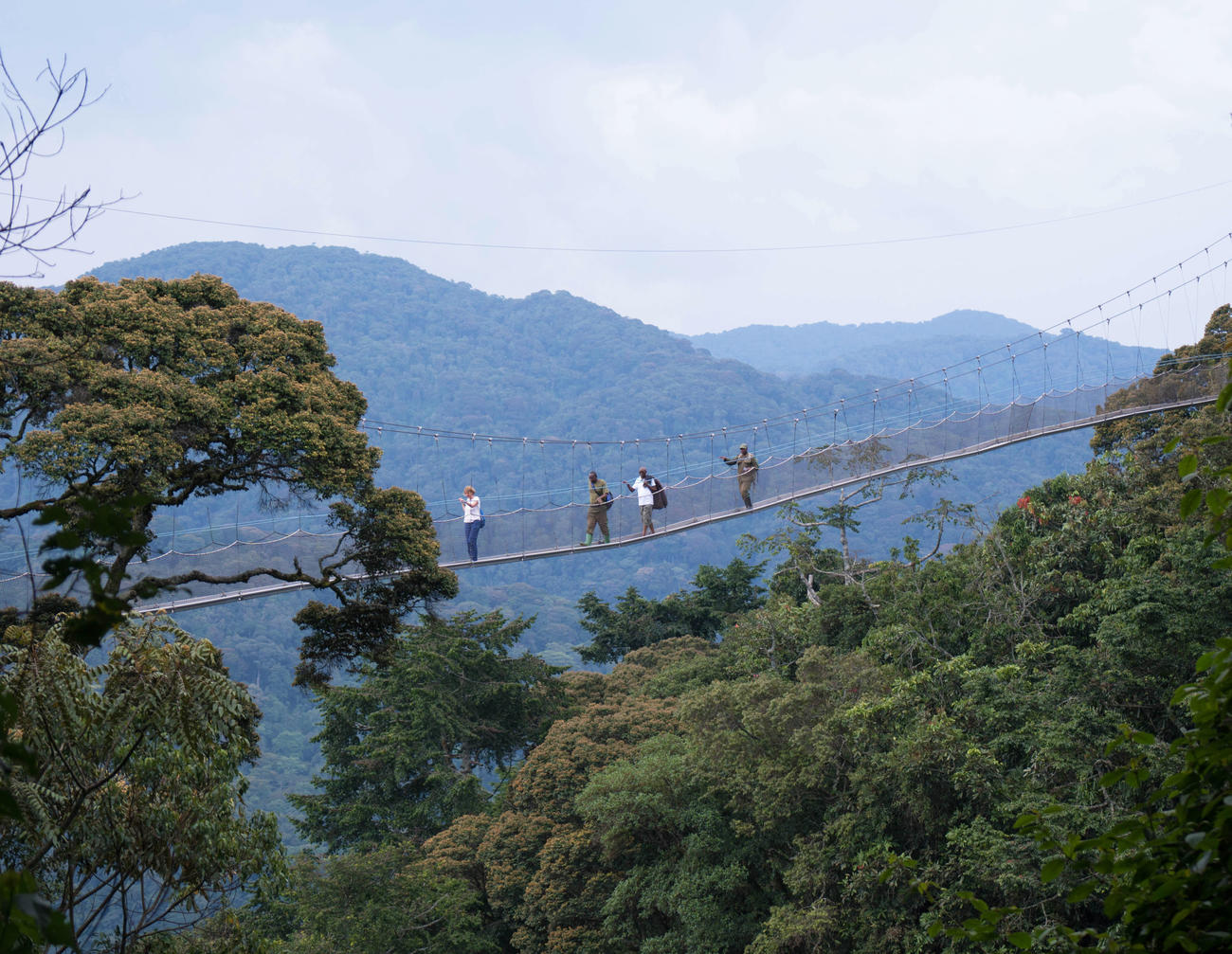 Jungle bridge in the DRC