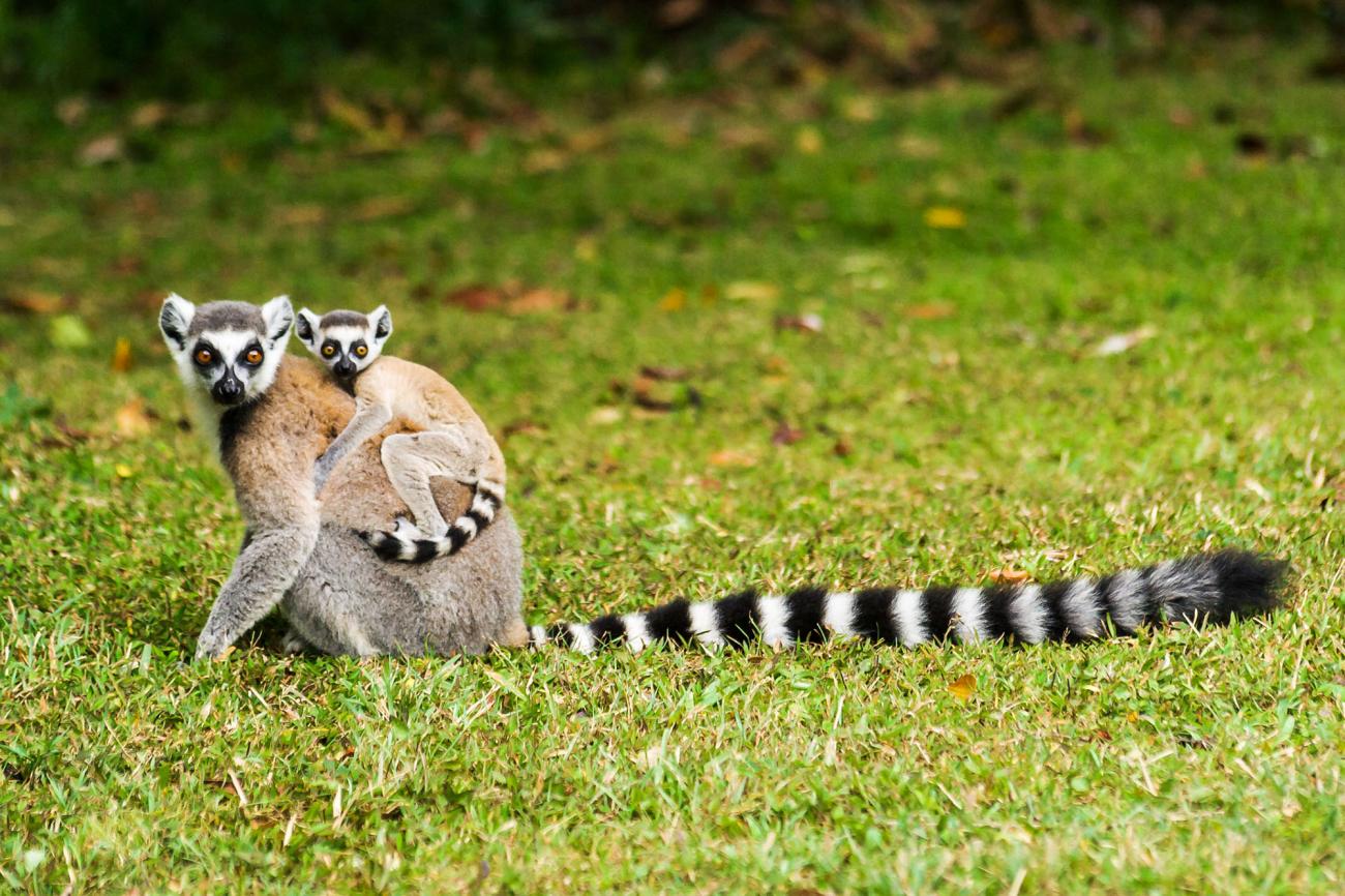 See baby lemurs in October when you visit Madagascar
