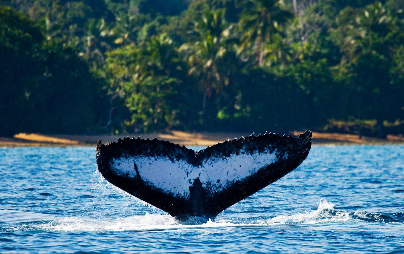 Spot Humpback Whales in June