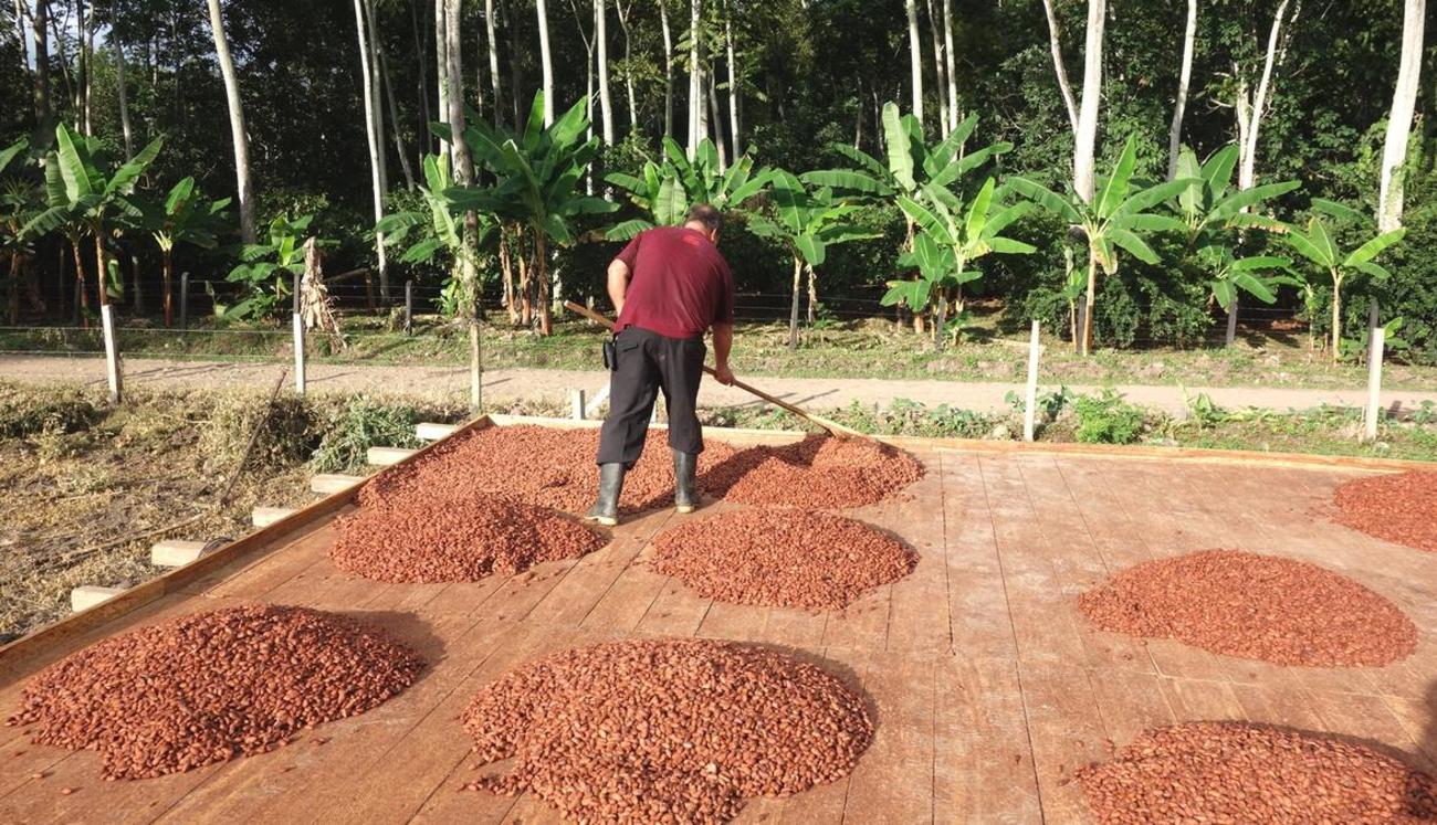 Chocolate farm worker