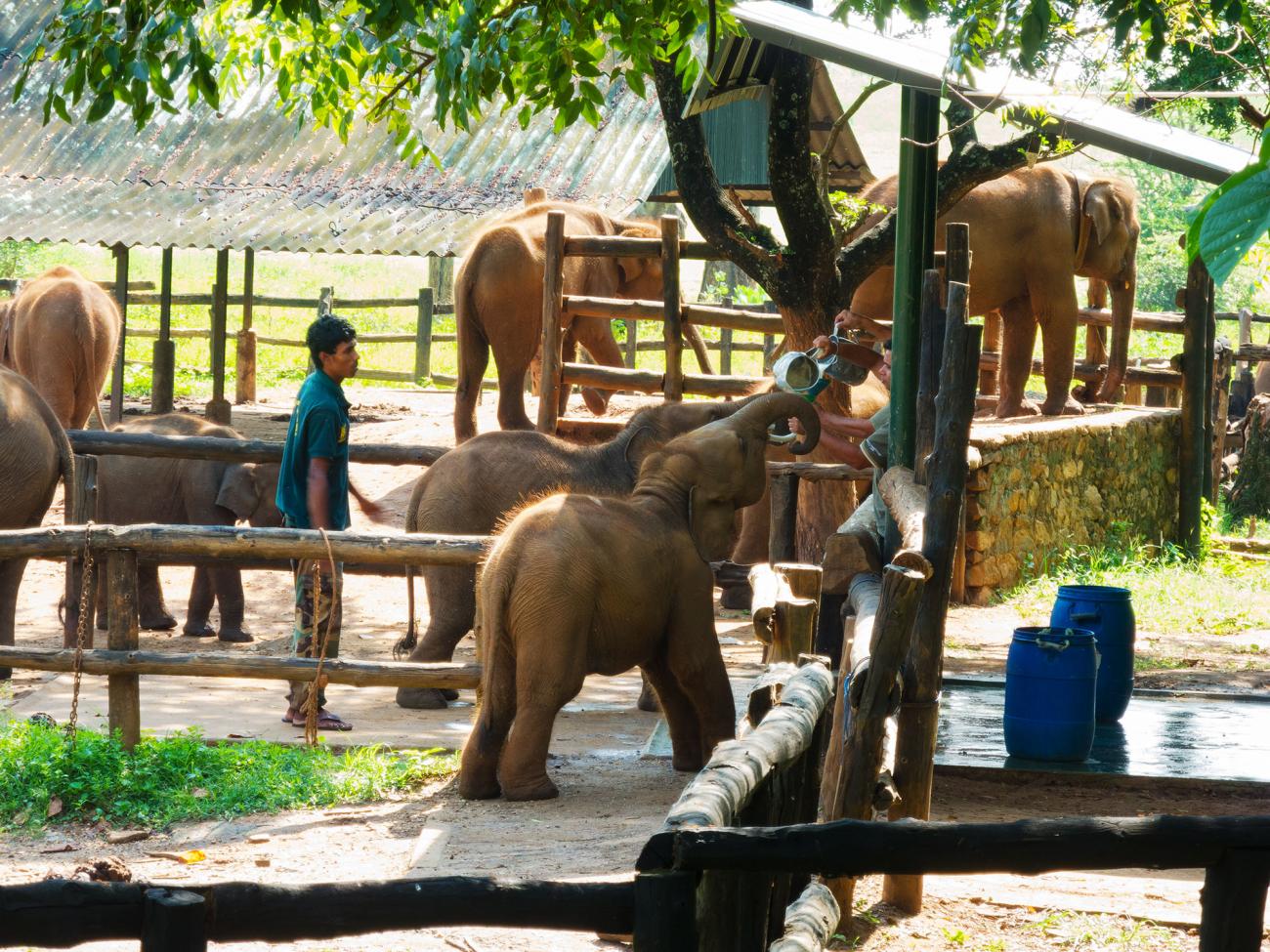 Visit the Elephant Transit Home