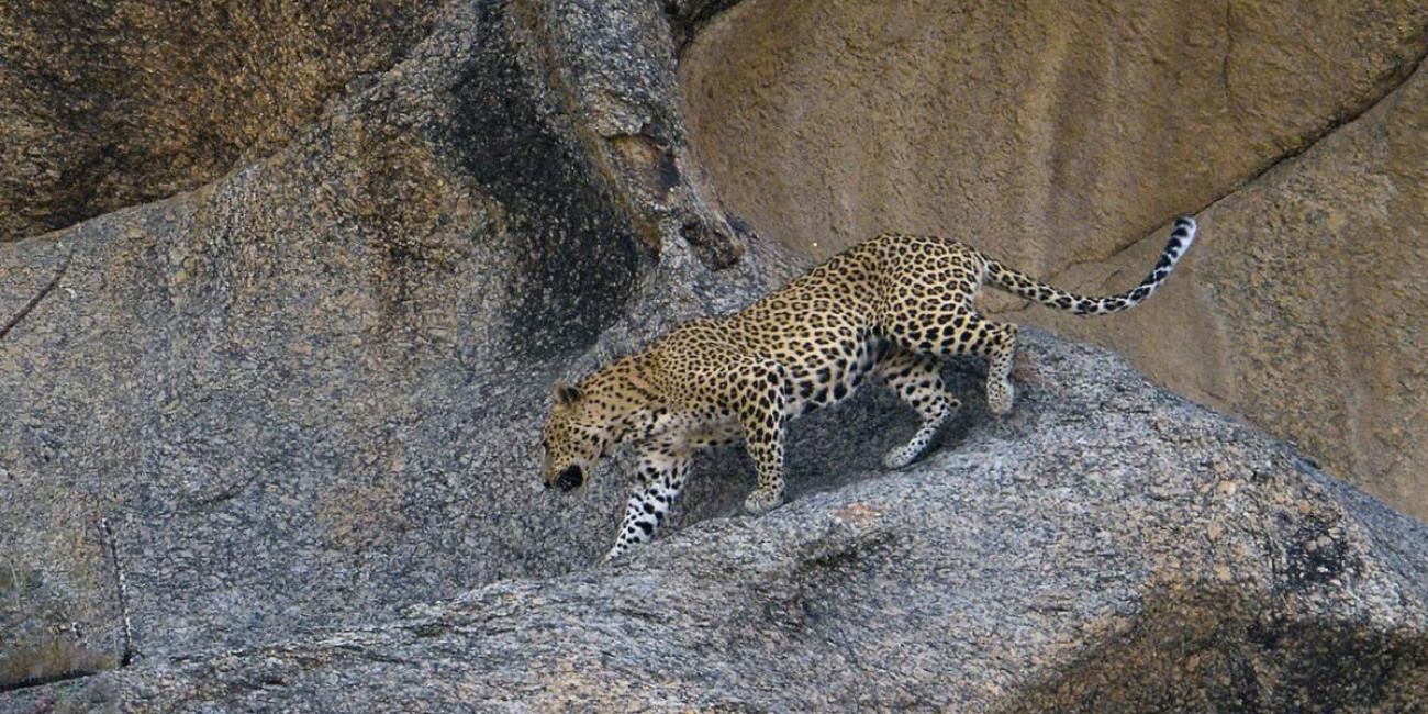 Leopards Bhenswara Rajasthan
