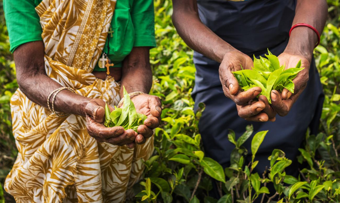 Visit A Tea Factory On Your Sri Lanka Holiday