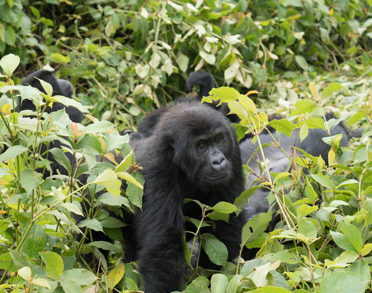 Gorillas in the DRC