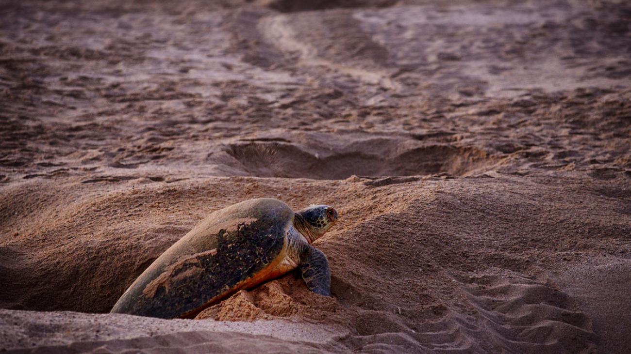 Turtle in Oman