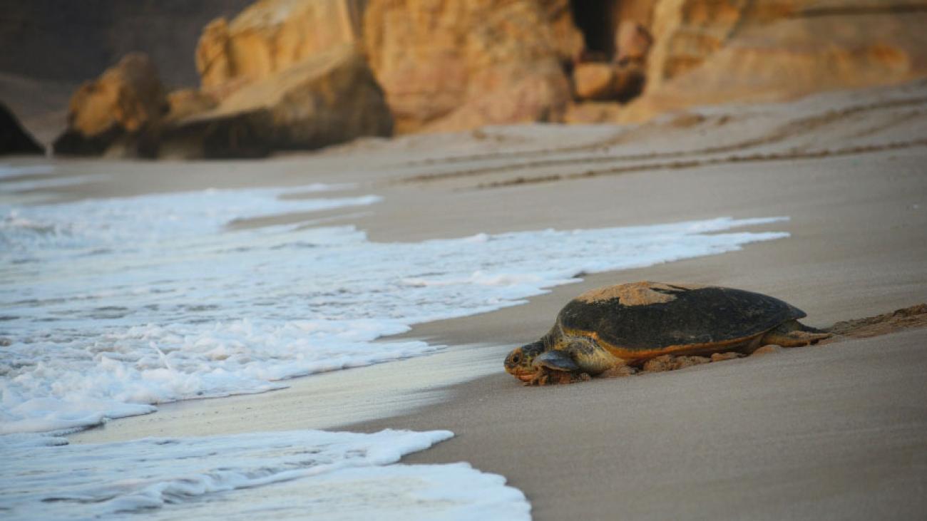 See Turtles on our Oman tours